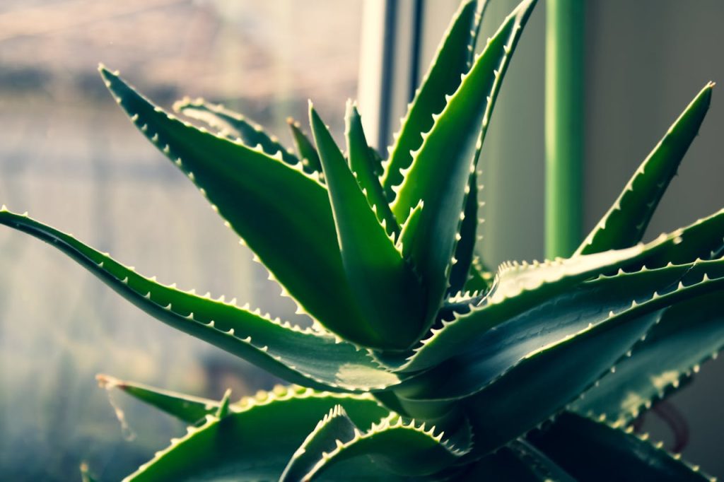 DIY Homemade Aloe Vera Face Wash